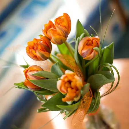 Dvorak מלון צ'סקה בודיוביצה